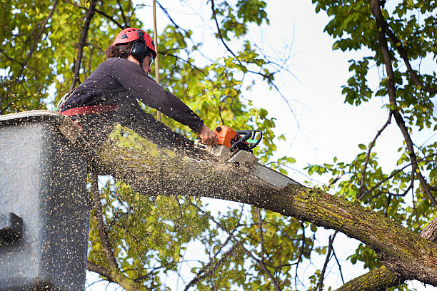 Best Tree Preservation Services  in Forestville, CA